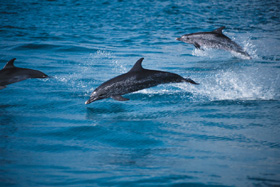 Atlantic Spotted Dolphins - Stenella Plagiodon 