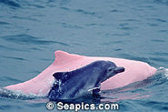 Pink Dolphin