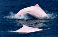 Pink Dolphin